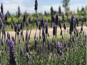 CHEIRO DE LAVANDA