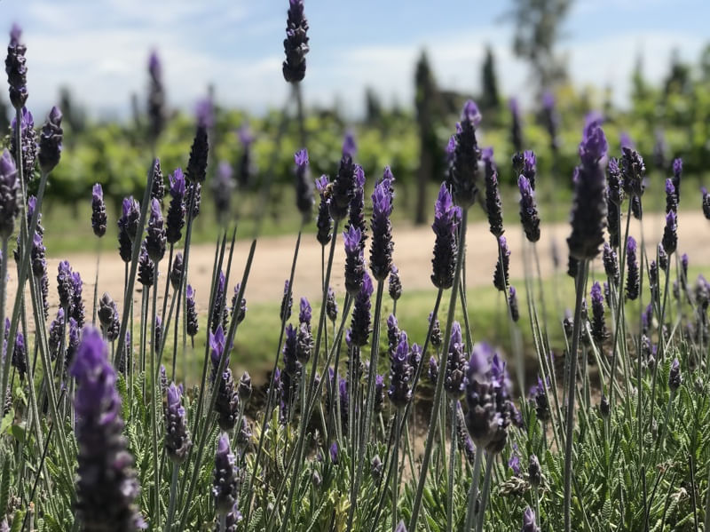 CHEIRO DE LAVANDA