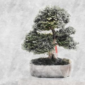 SKETCH BONSAI RÉPLICA NATUREZA