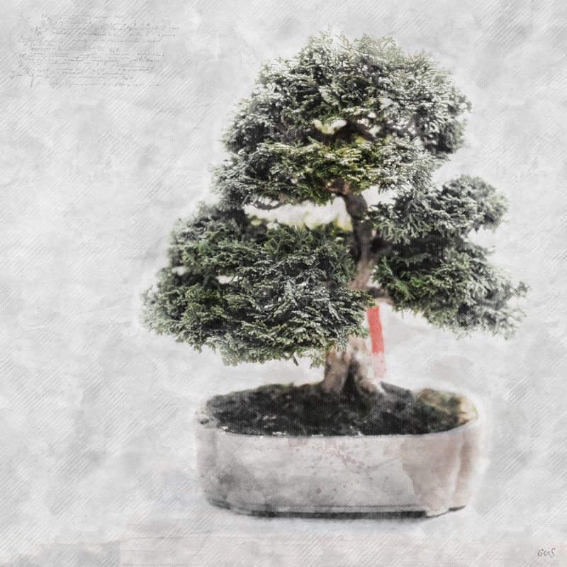 SKETCH BONSAI RÉPLICA NATUREZA