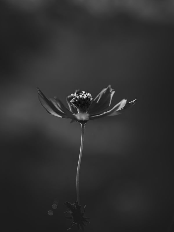 BELEZA SINGELA