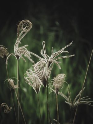 FLORES DE BEIRA DE ESTRADA