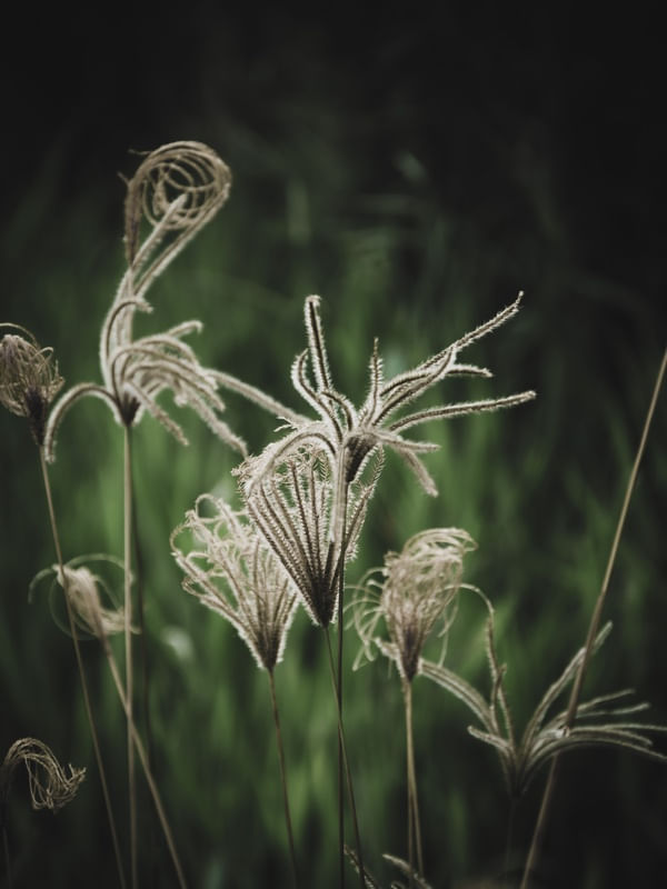 FLORES DE BEIRA DE ESTRADA