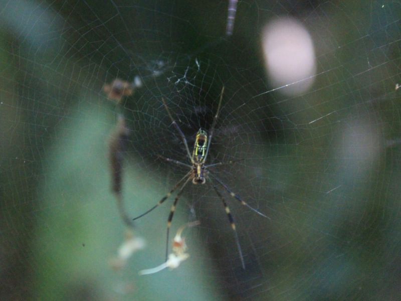 ARANHA