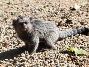 MACAQUINHO