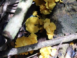 COGUMELOS AMARELOS