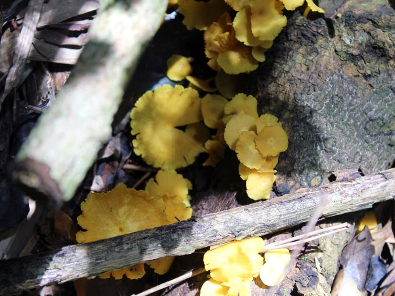 COGUMELOS AMARELOS
