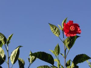 CAMPO DE ROSAS