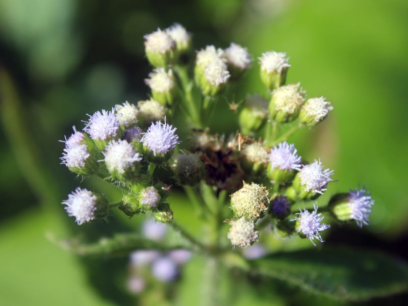 FLOR FECHADA