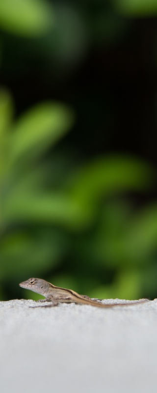 LAGARTO NA NATUREZA