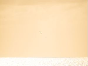 VOO DOURADO