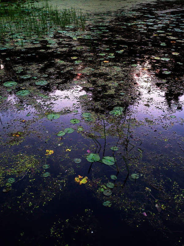 NYMPHÉAS CANADENSES