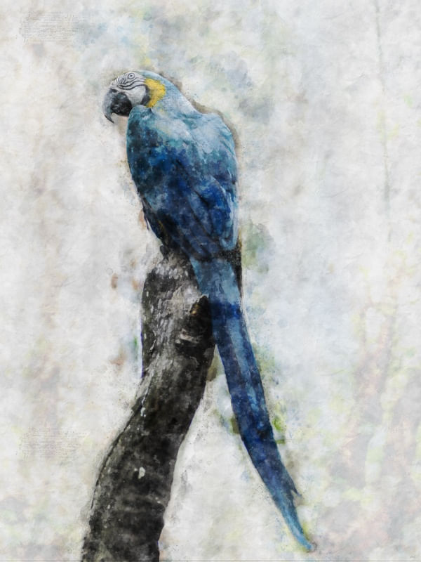 SKETCH AVE BRASILEIRA AQUARELA