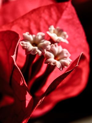 PRIMAVERA VERMELHA_3