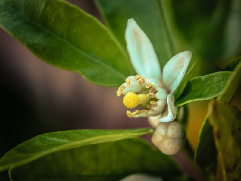 FLOR DE LARANJEIRA