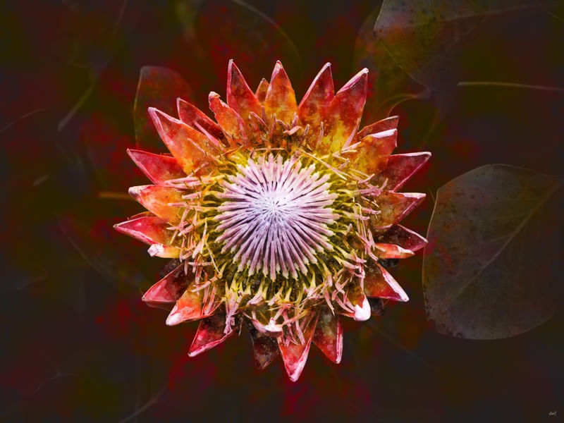 FLOR EM CHAMAS
