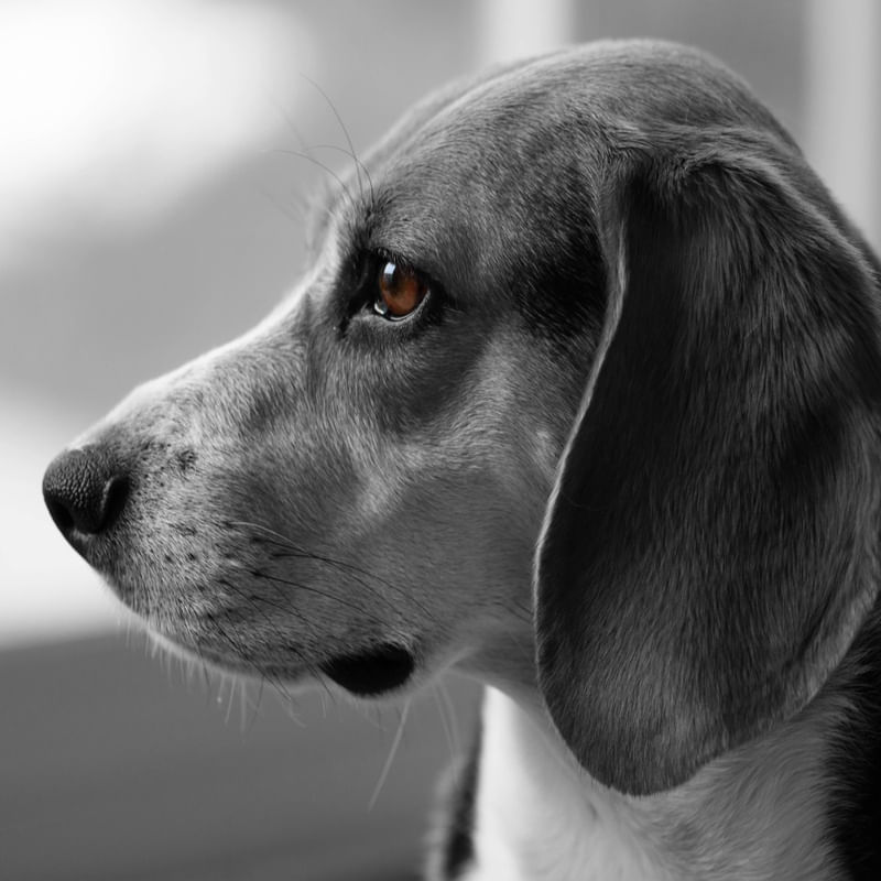 LABRADOR COLEÇÃO BICHOS 1