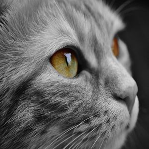 GATO COLEÇÃO BICHOS 2