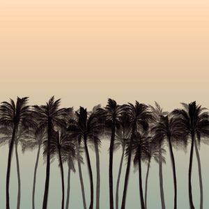 BEACH PALMS 2