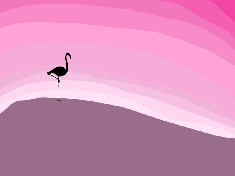 PINK FLAMINGOO2