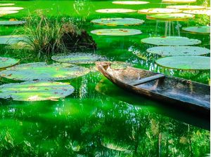 PARAISO AMAZONICO