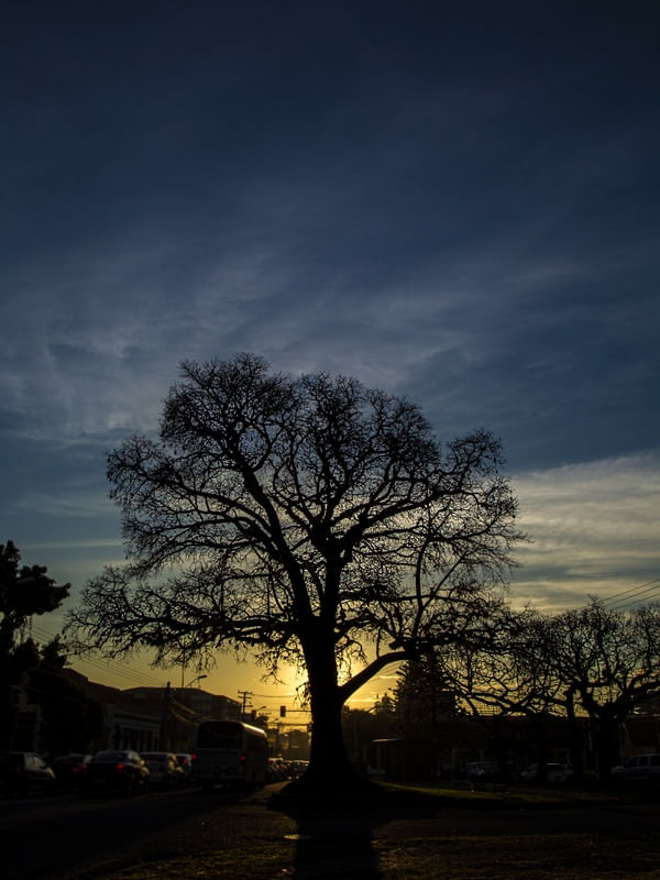 ARVORE_DO_AMANHECER