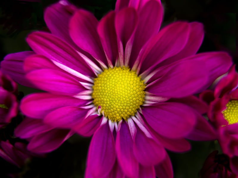 MARGARIDAS JARDIM