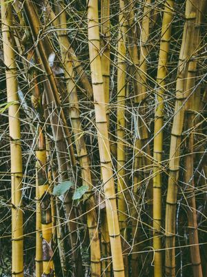 BAMBU - TRANCOSO