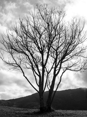 COLEÇÃO NATUREZA - ÁRVORE PB