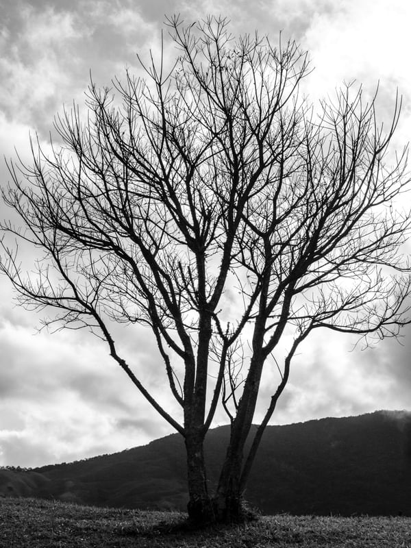 COLEÇÃO NATUREZA - ÁRVORE PB