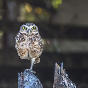 CORUJA EQUILIBRISTA