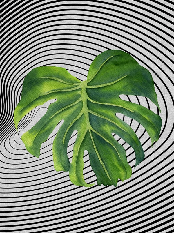 GRAPH LEAF XI