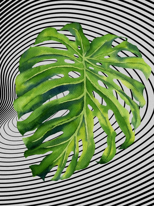 GRAPH LEAF XII