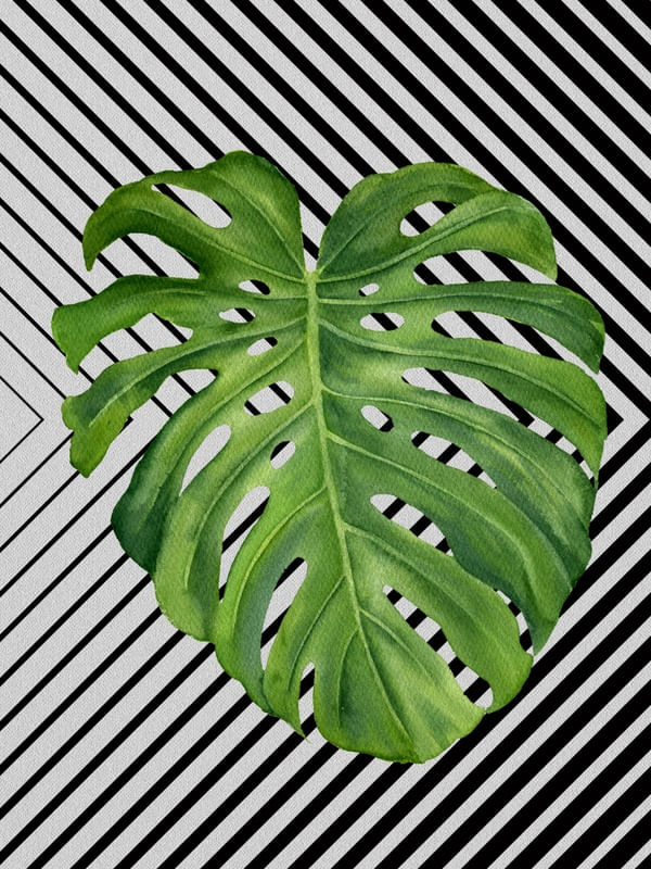 GRAPH LEAF III