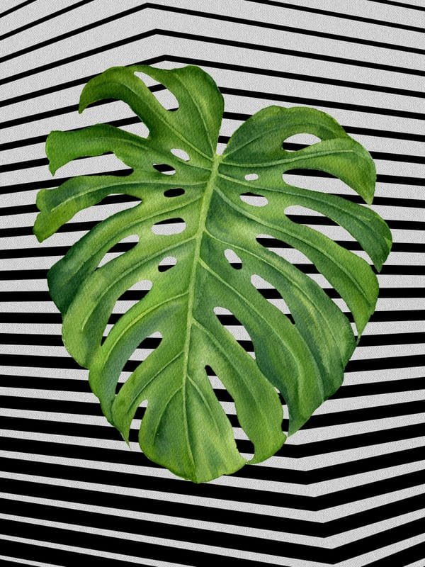 GRAPH LEAF IV