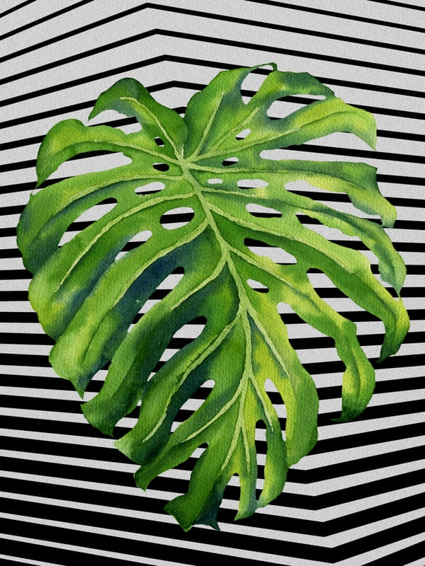 GRAPH LEAF VI