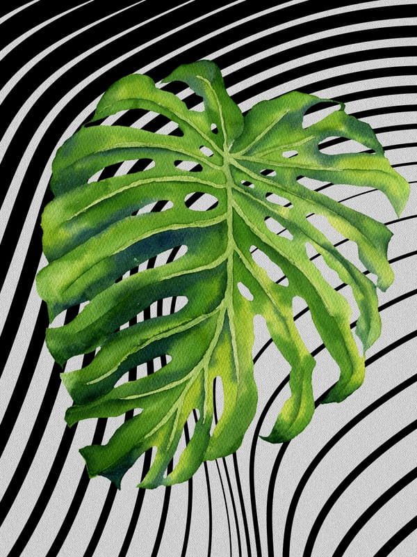 GRAPH LEAF VII