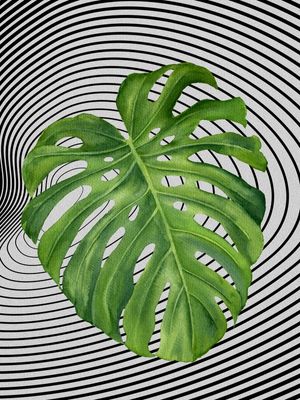 GRAPH LEAF X