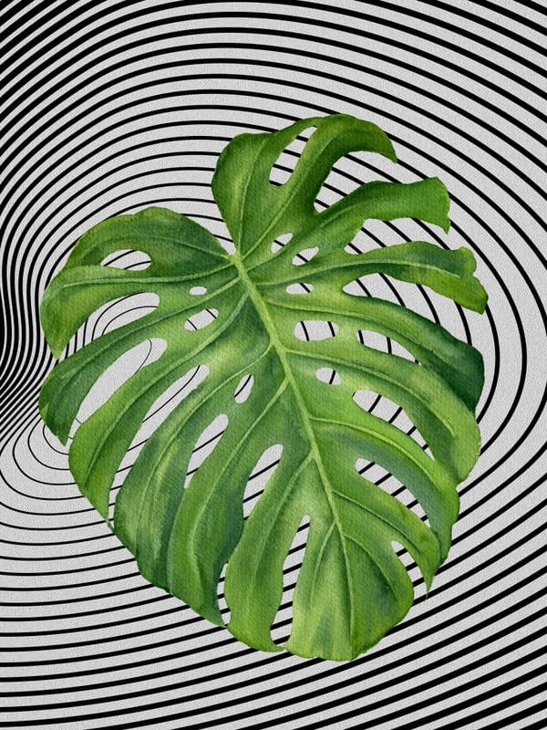 GRAPH LEAF X