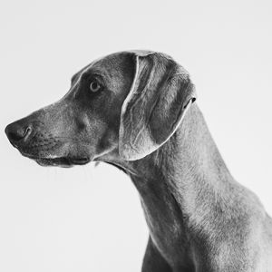 CÃO | DÍPTICO | PARTE DE CIMA