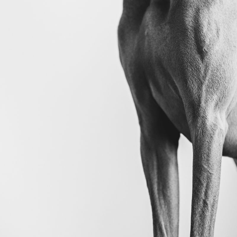 CÃO | DÍPTICO | PARTE DE BAIXO