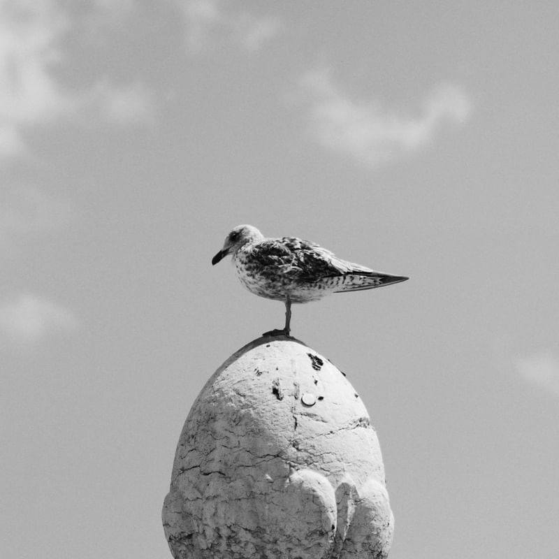BIRD | DÍPTICO | PARTE DE CIMA