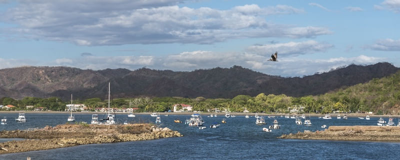 GAIVOTA