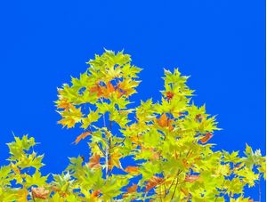 PLATANUS