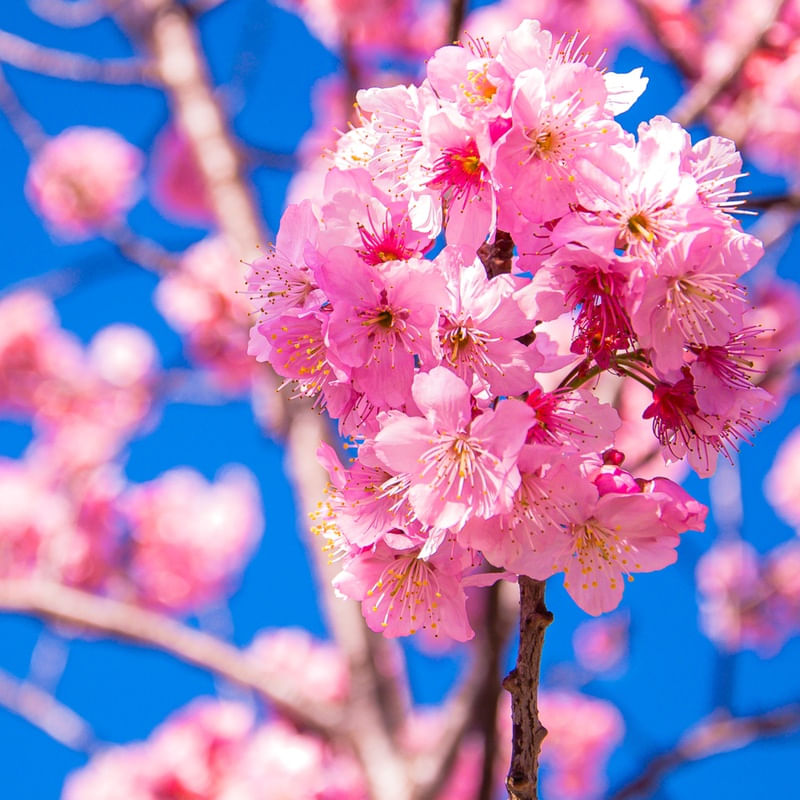 CEREJEIRA-SAKURA