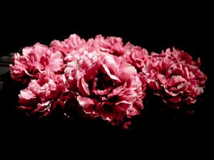 FLORES ROSA 1