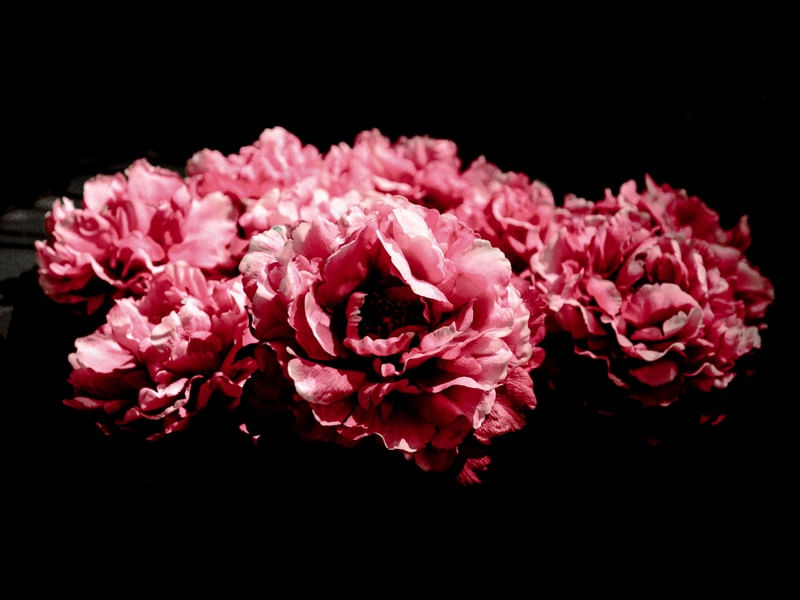 FLORES ROSA 1