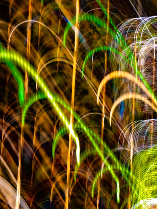 FOLHAGEM DE LUZ