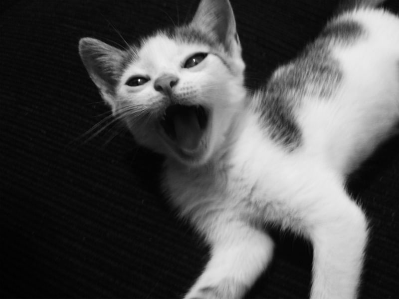 GATO GATINHO