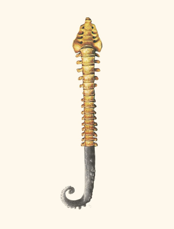 SER HÍBRIDO